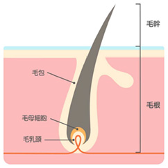 髪の毛の成長のしくみ