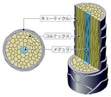 髪の断面図